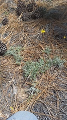 Hymenopappus filifolius lugens