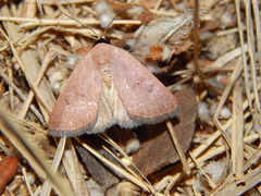 Plecoptera sarcistis