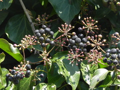 Hedera colchica