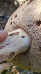 Boletus regineus