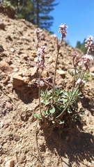 Eriogonum wrightii oresbium