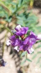 Astragalus gruinus
