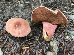 Chalciporus rubinellus