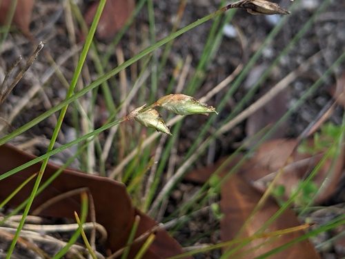Fimbristylis image