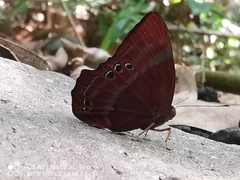 Abisara saturata