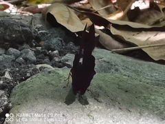 Abisara saturata