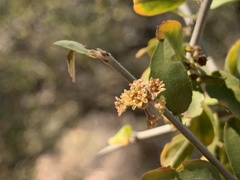 Sarcomphalus obtusifolius canescens