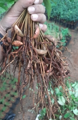 Palaquium ellipticum