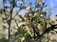 Sarcomphalus obtusifolius canescens