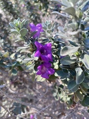 Leucophyllum frutescens