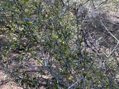 Sarcomphalus obtusifolius canescens