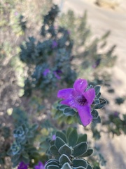 Leucophyllum frutescens