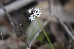 Borya sphaerocephala