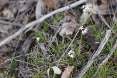 Borya sphaerocephala