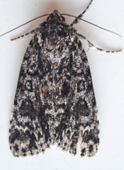 Acronicta impressa