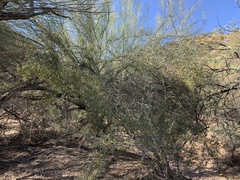 Sarcomphalus obtusifolius canescens