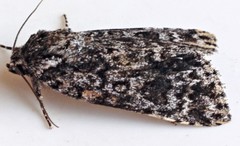 Acronicta impressa