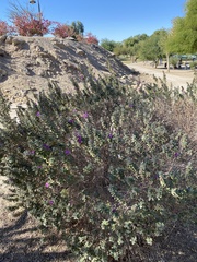 Leucophyllum frutescens