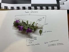 Leucophyllum frutescens