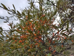 Phoradendron quadrangulare