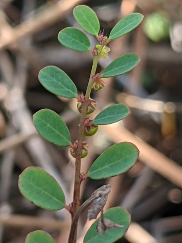 Phyllanthus caroliniensis ssp. saxicola