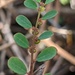 Rock Carolina Leafflower - Photo (c) Nate Martineau, some rights reserved (CC BY-NC), uploaded by Nate Martineau