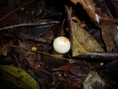 Calostoma insigne