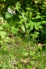 Cardamine pratensis