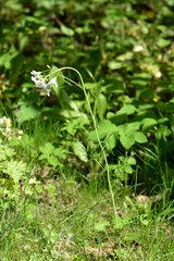Cardamine pratensis