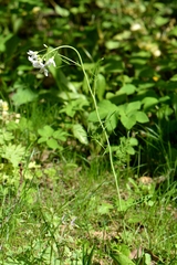 Cardamine pratensis