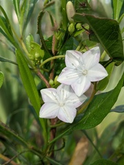 Jacquemontia curtissii image