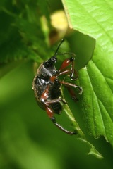 Dodecastichus geniculatus