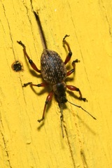 Dodecastichus geniculatus