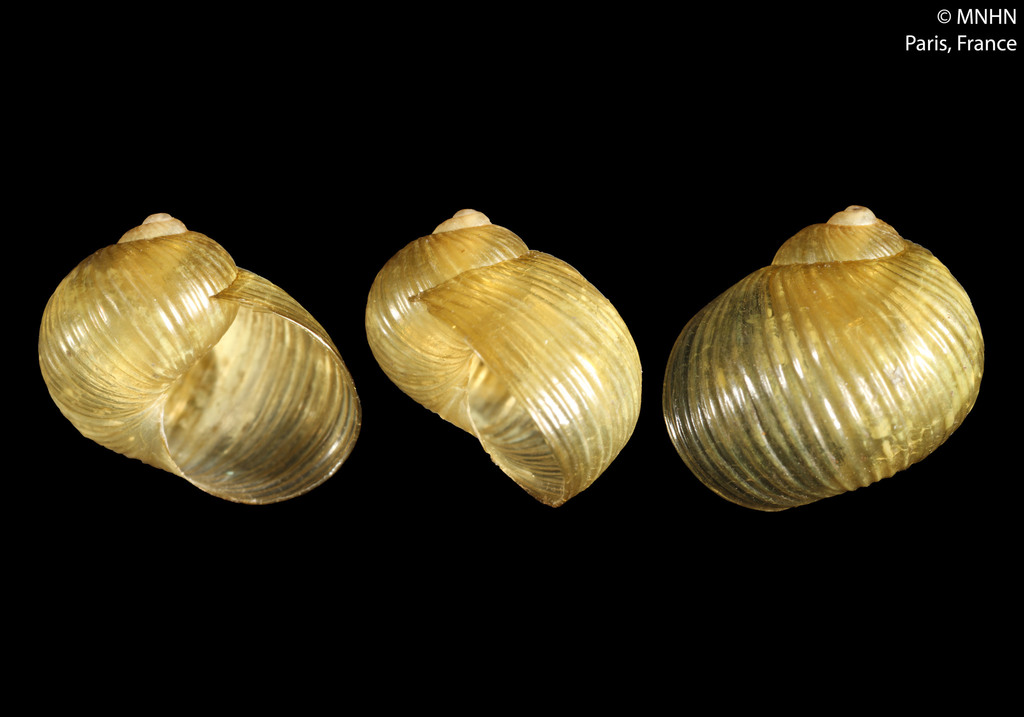 Simpulopsis corrugata
