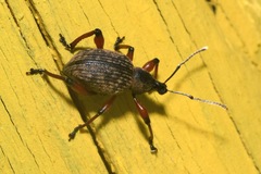 Dodecastichus geniculatus