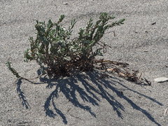 Polygonum maritimum