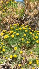 Ericameria parishii peninsularis