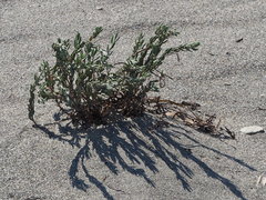 Polygonum maritimum