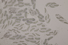 Hapalocystis