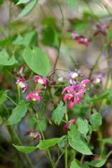 Epimedium × rubrum