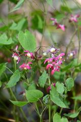 Epimedium × rubrum