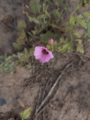 Sphaeralcea mendocina