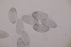 Hapalocystis