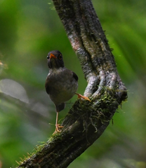 Catharus mexicanus