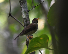 Catharus mexicanus