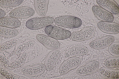 Hapalocystis