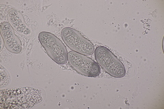 Hapalocystis