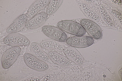 Hapalocystis