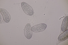 Hapalocystis