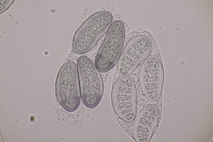 Hapalocystis